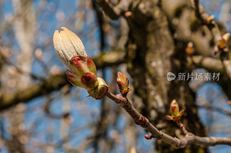 栗子芽