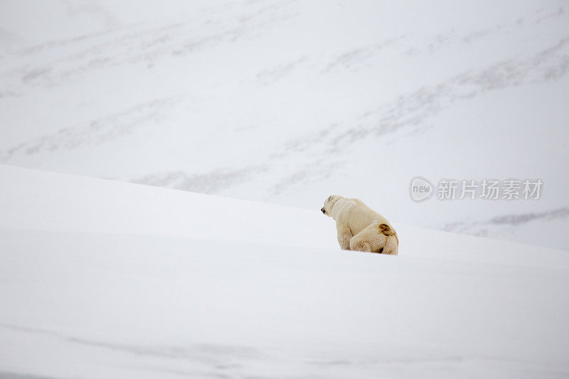 斯瓦尔巴群岛的雌北极熊