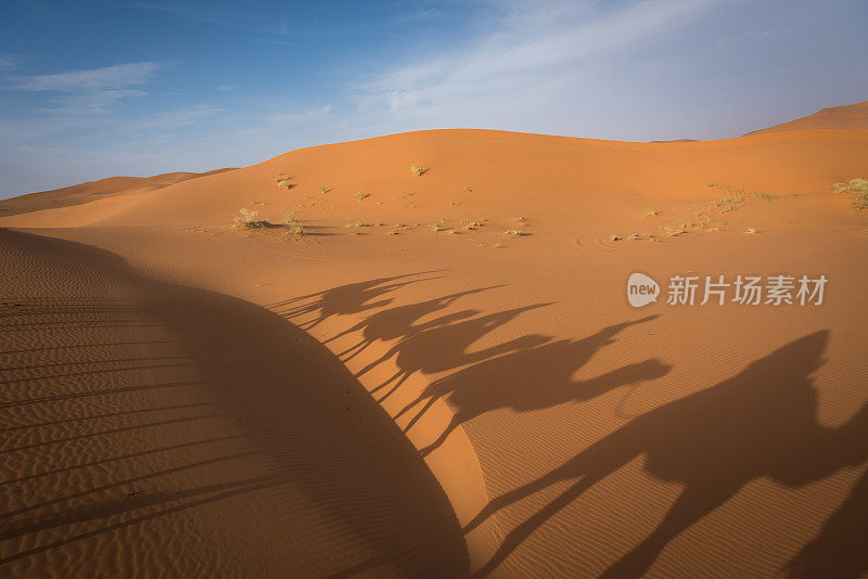 在撒哈拉沙漠徒步旅行的骆驼