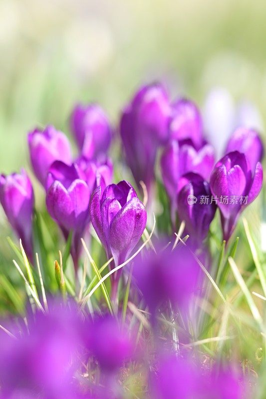 春天，绿色草地上盛开着紫色的番红花