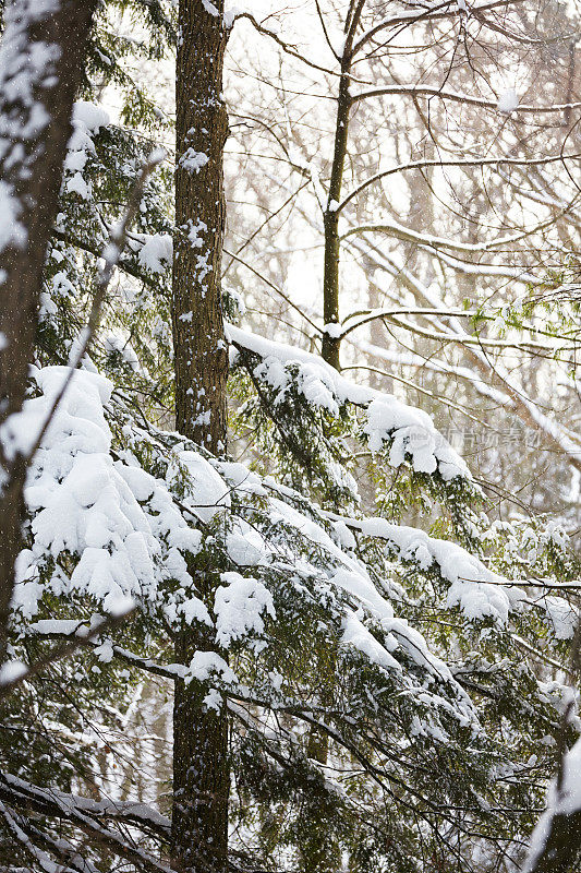 冬雪覆盖松树景观