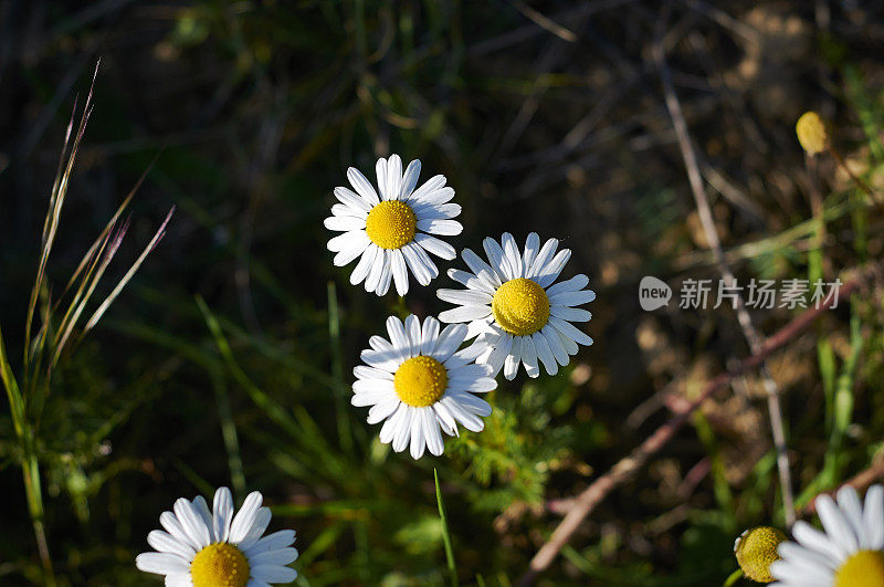 有深色背景的雏菊