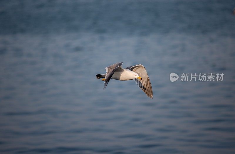 海鸥在海上飞翔