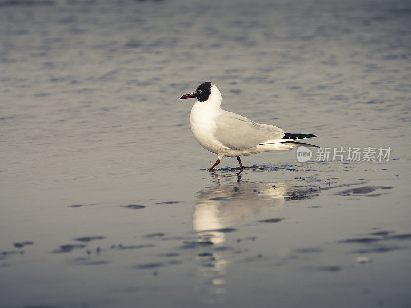 黑人领导的海鸥