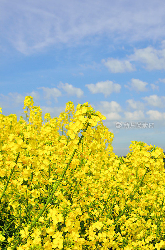 油菜籽领域