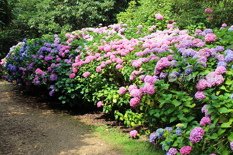 粉色和紫色的绣球花，拖头绣球灌木，背阴的花园