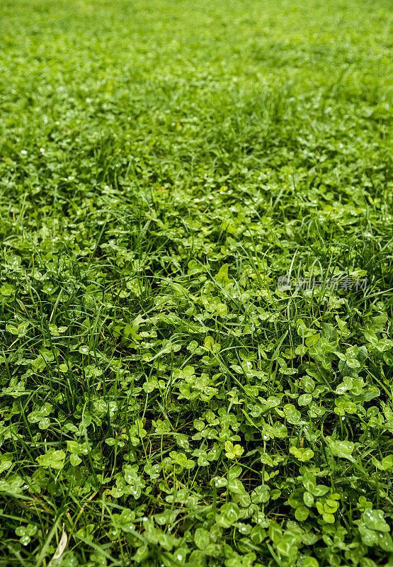 雨后湿草