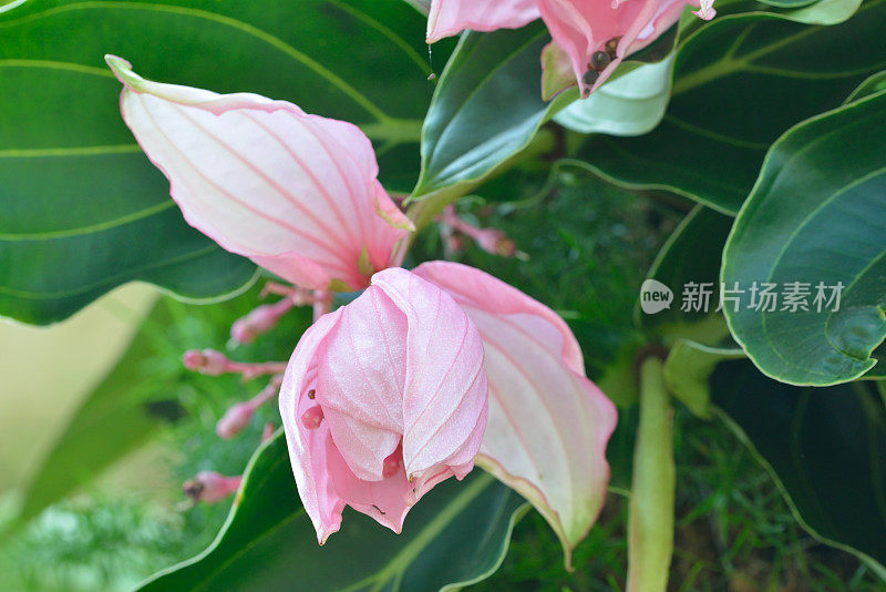 粉红色开花植物特写镜头