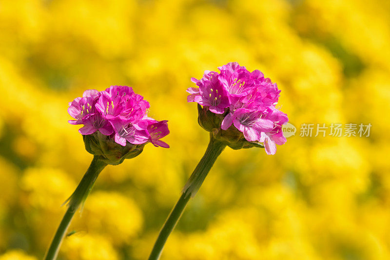 Armeria，女士坐垫或海粉