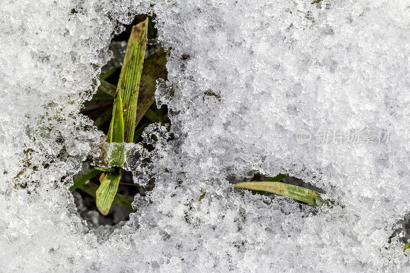 雪和草