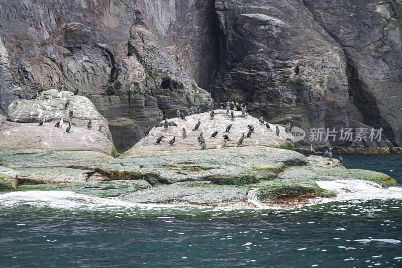 日本北海道知床半岛海岸的鸬鹚