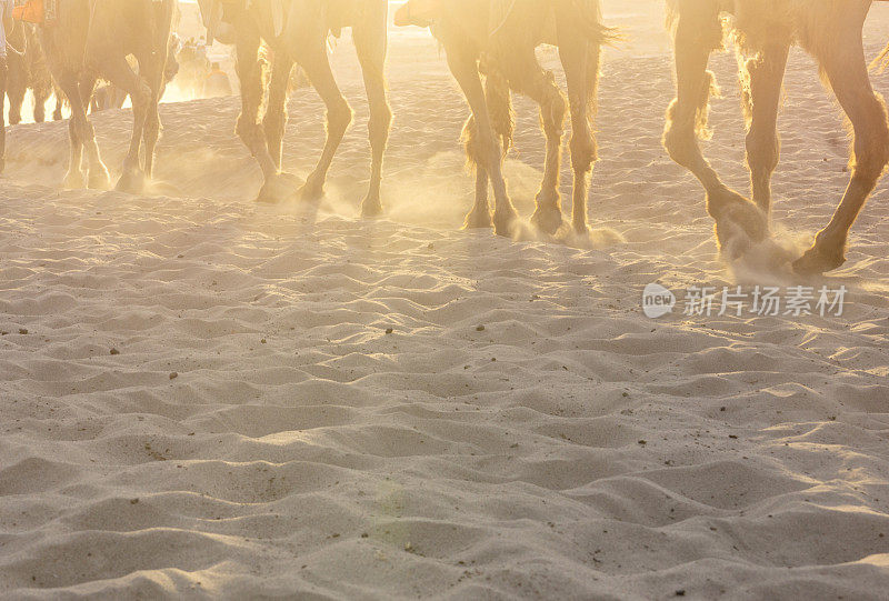 骆驼走在阳光下的沙漠上