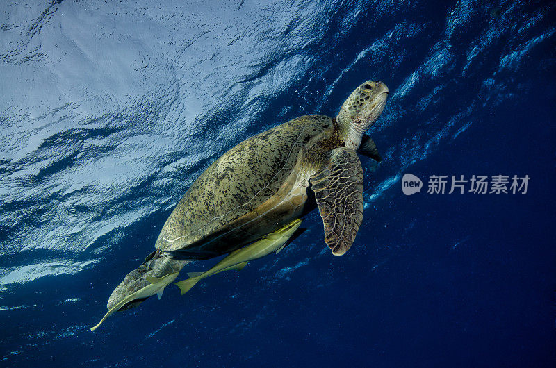 海龟在海里游泳的特写镜头