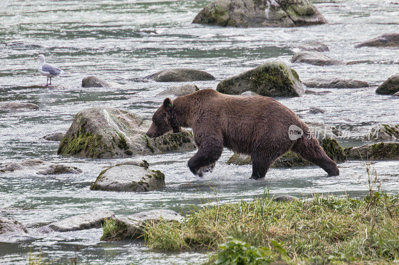 带着GPS项圈的灰熊在阿拉斯加奇尔卡特河钓鱼