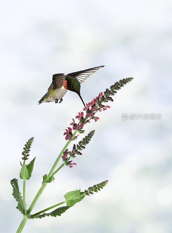 红宝石喉蜂鸟享受花蜜