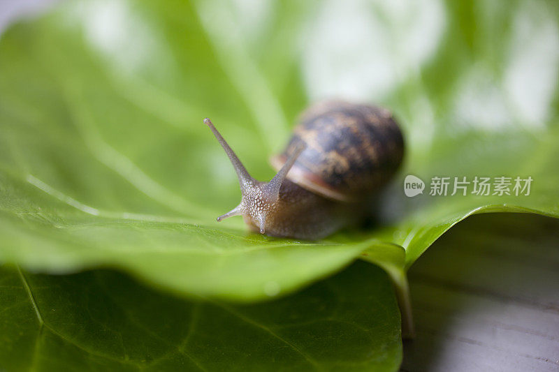 叶子上的蜗牛