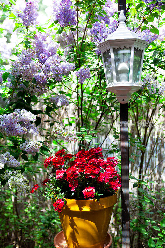 春天，一簇簇的紫丁香悬挂在红色的天竺葵上