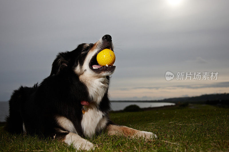 边境牧羊犬躺在草地上带着球