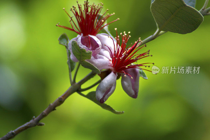 菠萝番石榴花