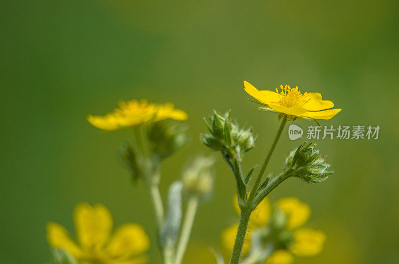 蕨麻野花