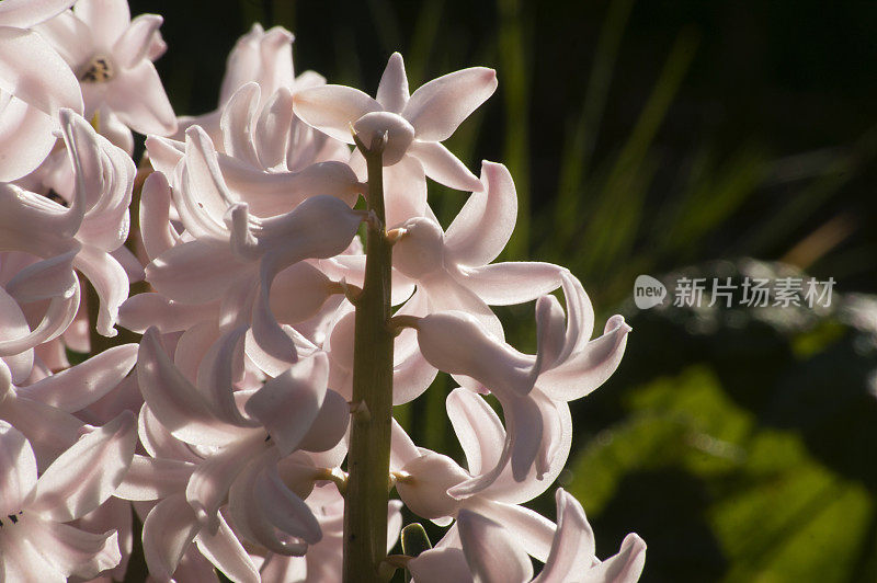 花粉色风信子