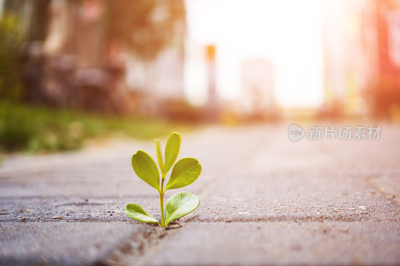 从地里长出来的新鲜植物