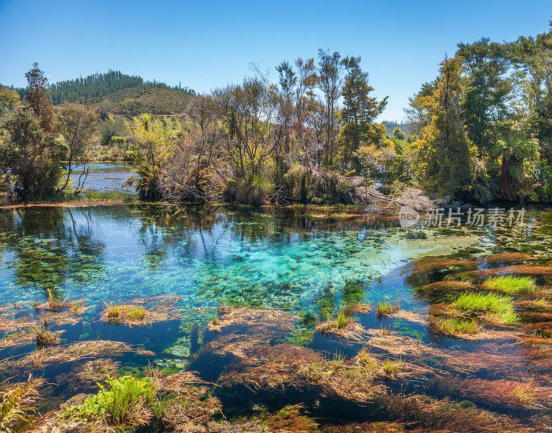 特怀侯蓝池最清澈的水，新西兰