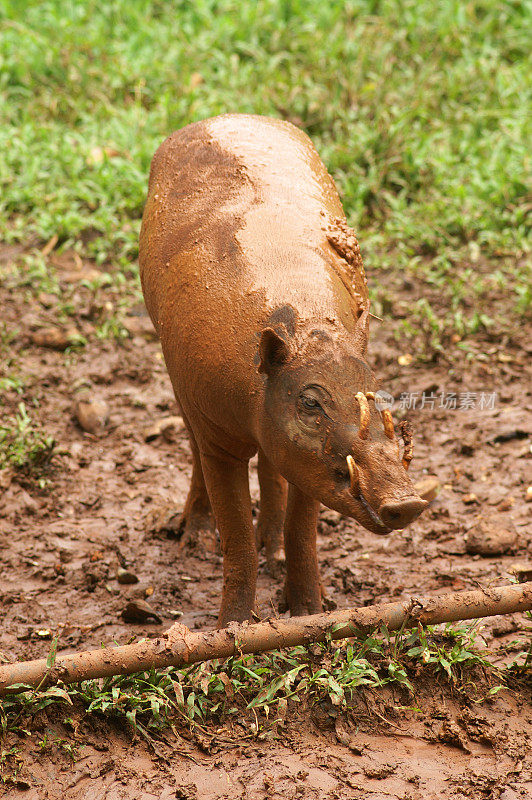 追捕babirussa