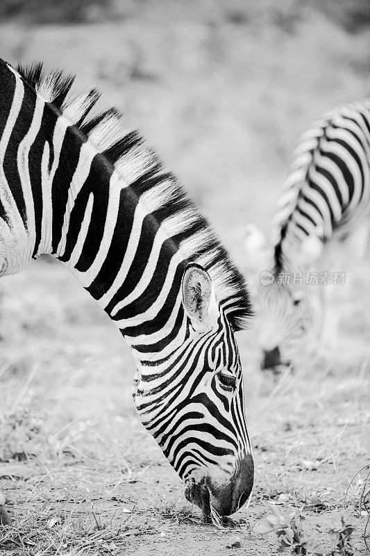 野生斑马的黑白图像。