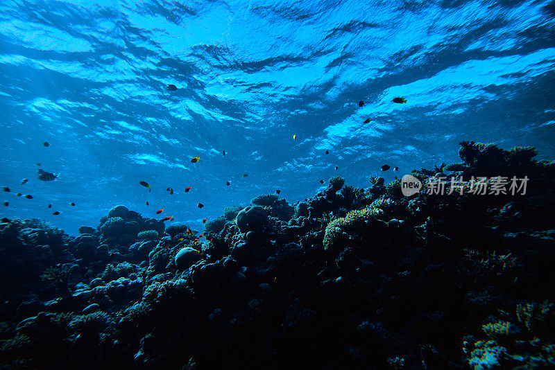 海洋生物水下背景