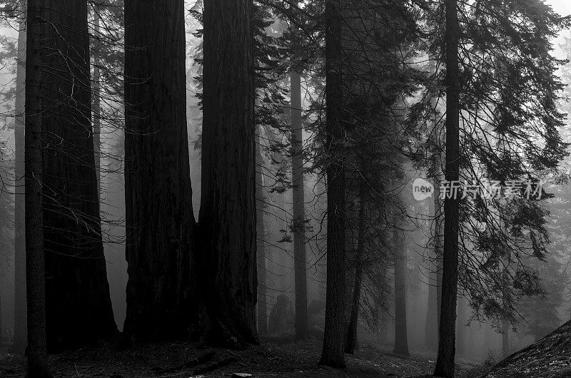 黑暗和阴森的森林