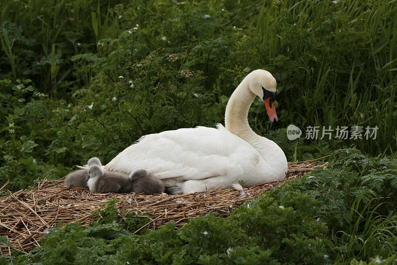 天鹅的巢