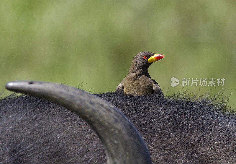 只Oxpecker