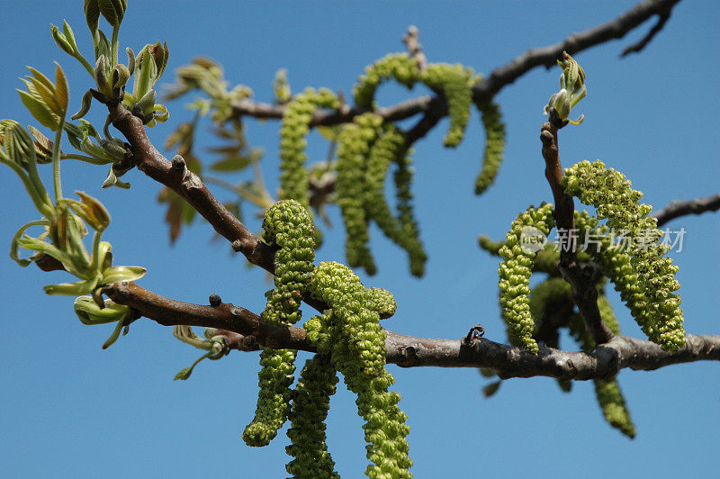 核桃树的花