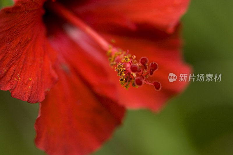 红色木槿花细节极端近距离微距