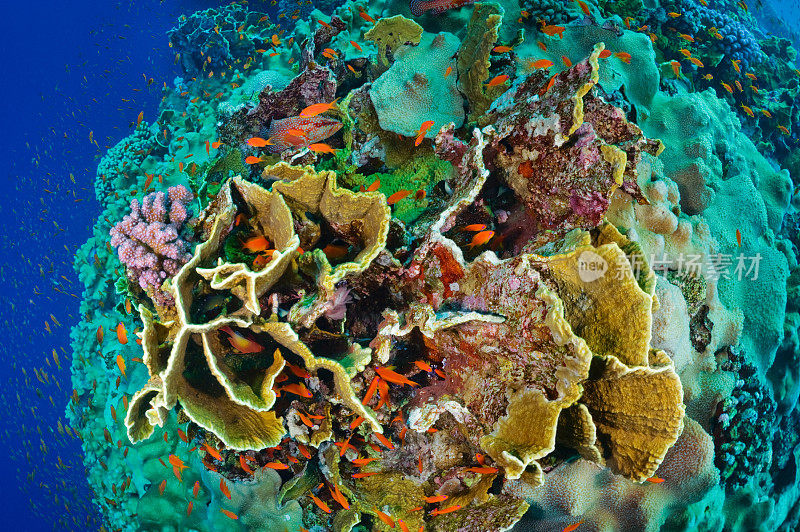 珊瑚礁周围的生活