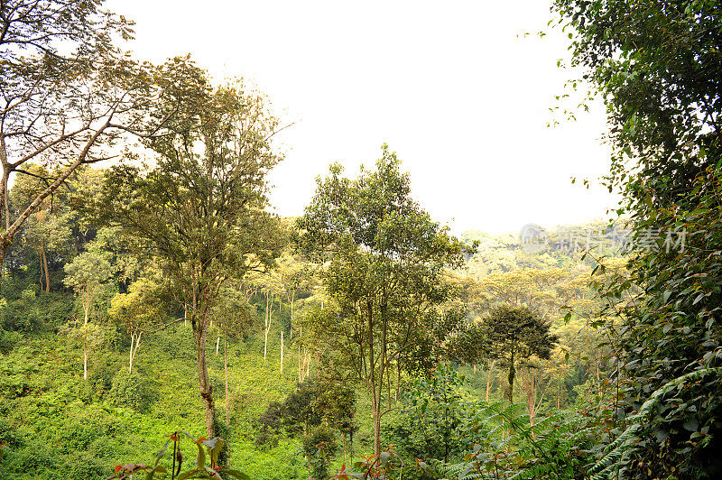 卢旺达:Nyungwe雨林