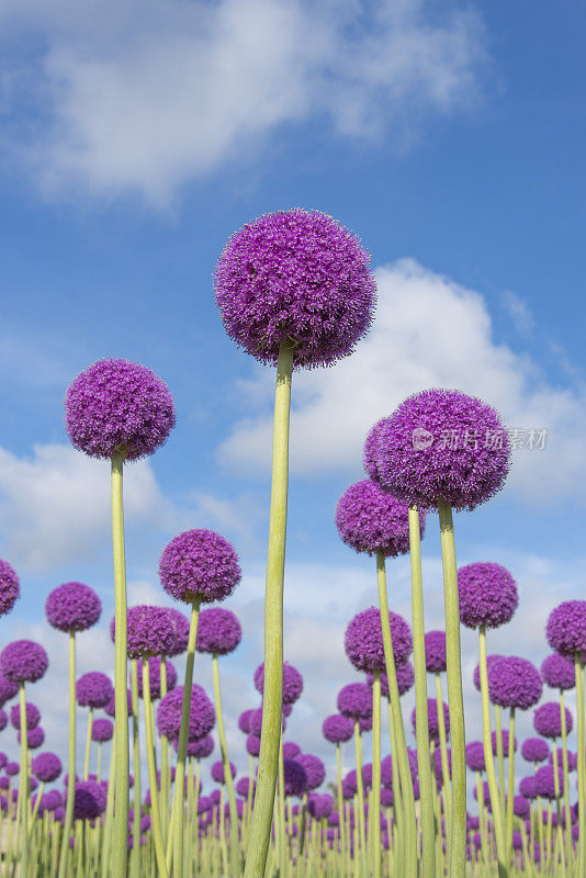 紫色的葱属植物的花