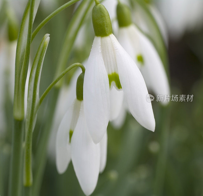 春天的雪花莲(雪花莲)(特写)