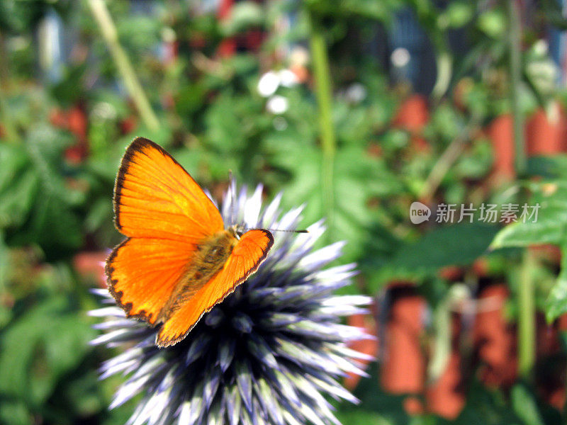 橙色的蝴蝶