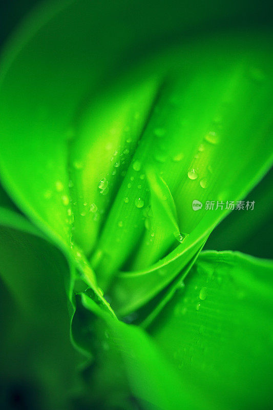 水珠落在植物叶子上