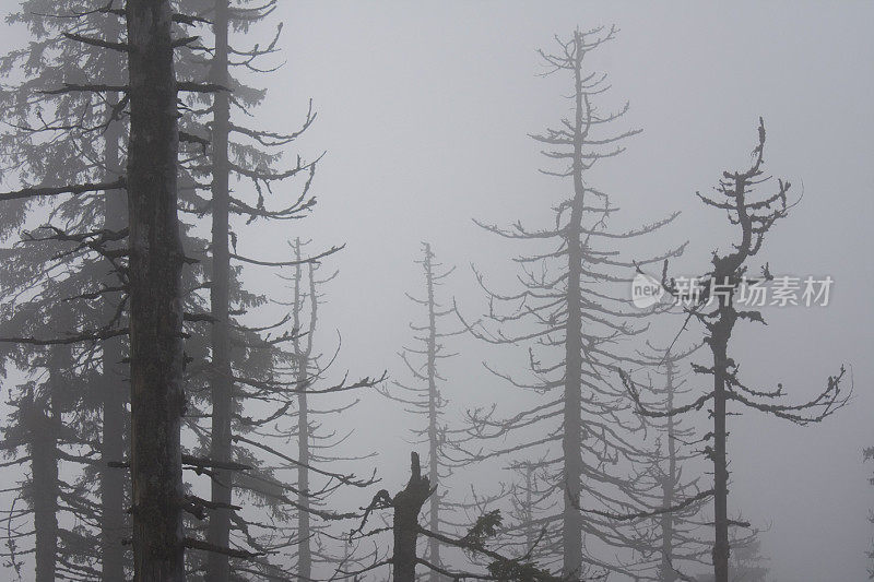 黑森林中的枯树