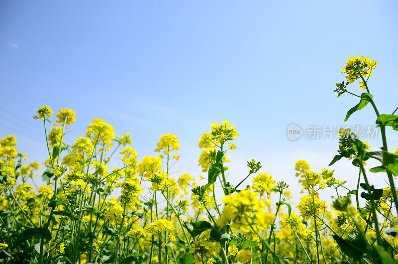 采购产品油菜，油菜籽，生物柴油作物