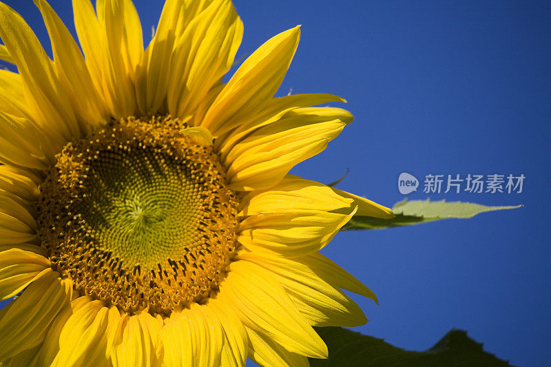 向日葵和湛蓝的天空