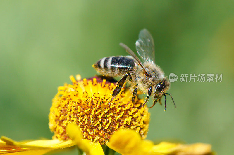 蜜蜂在黄色的氦花上