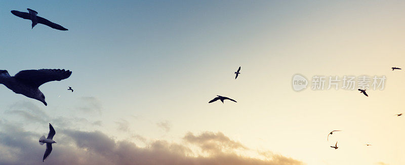 日落时一群鸽子在天空中飞翔