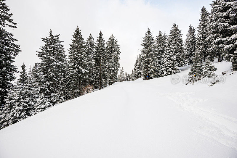 冬季景观与雪和树