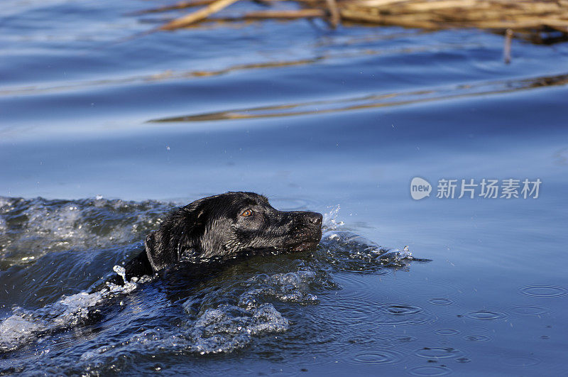 黑色拉布拉多寻回犬在池塘里游泳