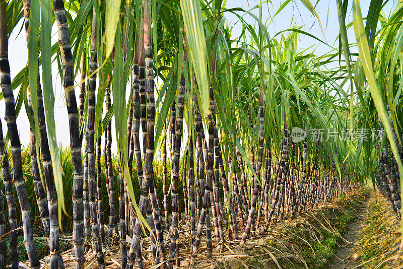 甘蔗种植园