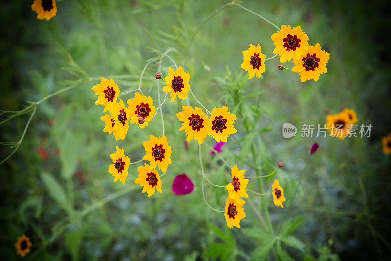 德州野花(金鸡菊)